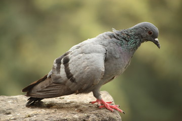 Different poses of pigeons