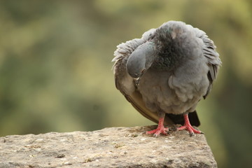 Different poses of pigeons