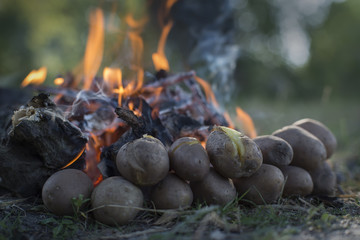 Baked potatoes near a burning forest fire