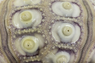 Imperial sea urchin closeup
