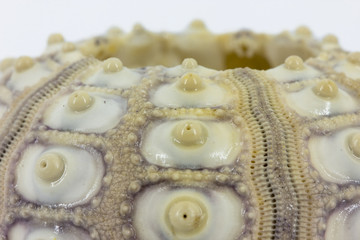 Imperial sea urchin closeup