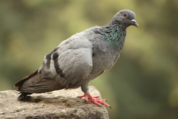 Different poses of pigeons