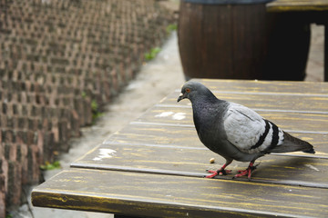 Bird 85