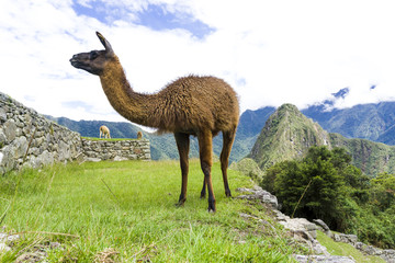 Cute brown lama on the ruins of Machu Picchu lost city in Peru