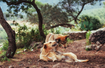 Two dogs fighting with each other Carpathians Ukraine Europe