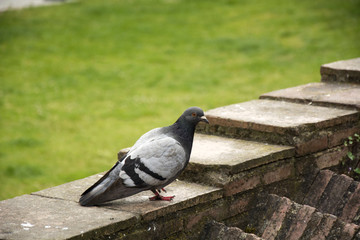 Obraz premium Bird 87