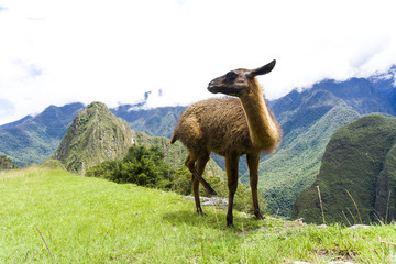 Cute brown lama on the ruins of Machu Picchu lost city in Peru