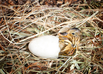 Hatching duckling
