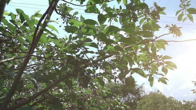Two high quality videos of nature in real 1080p slow motion 250fps