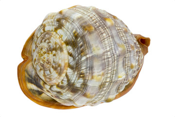 Shell (Cypraecassis Rufa) - Bull Mouth Helmet -  marine gastropod