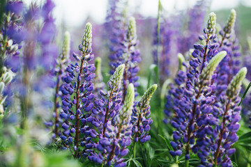 purple lupine flowers in green grass