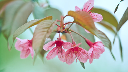 Pink flowers on branches in vintage style image.