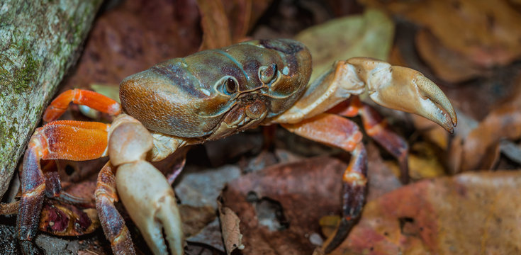 Crab on dry leaves.