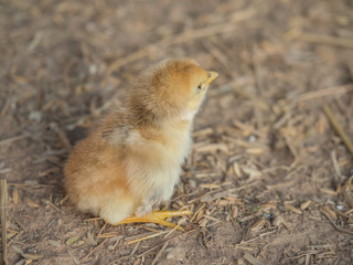 Closed up of baby chicken 