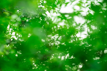 Leaf macro background of green pattern and texture