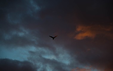 bird in the sky