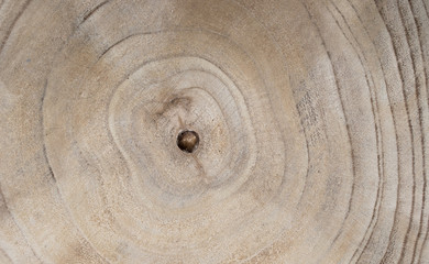 Wood texture of cut tree trunk