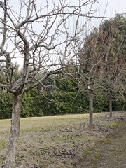 Fototapeta premium detail of boboli garden