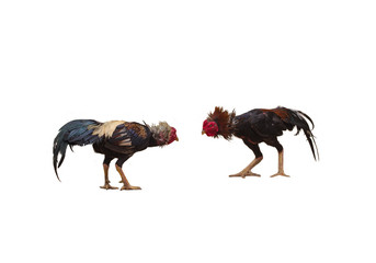 A gamecock is a type of rooster with physical and behavioral traits suitable for cockfighting. Male and female chickens of such a breed are referred to as game fowl. © Thongtawat
