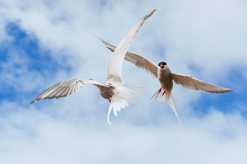  Arctic tern on white background - blue clouds. Iceland