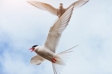  Arctic tern on white background - blue clouds. Iceland