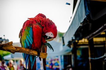 parrot macaw nature scarlet colorful bird red ara feather tropical background blue colourful vivid isolated exotic yellow white beautiful close feathers natural color up animal © Adrian