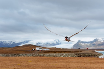 Arctic tern on white background - blue clouds.