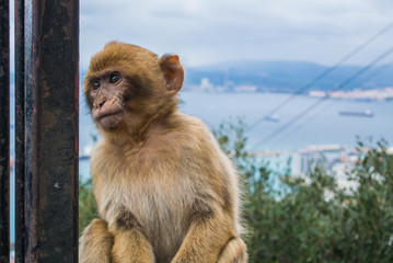 A young barbery ape sitting on a wall at the top of The Rock of Gibraltar against scenic seascape on a cloudy day.