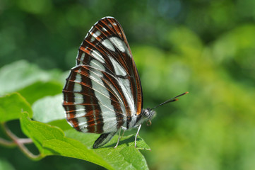 Neptis sappho, Common Glider butterfly resting on a leaf