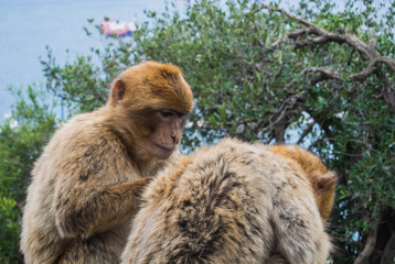 Two barbery apes sitting and grooming on a wall at the Gibraltar nature reserve against scenic seascape on a cloudy day.