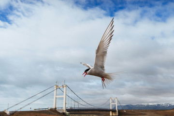 Arctic tern on white background - blue clouds.