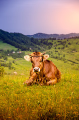 Fototapeta na wymiar cow, famr, animal, brown, grass, sunset, sky , green