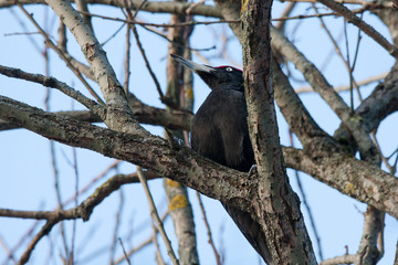 Black woodpecker male sitting on branch and looking on blue sky. Bird in wildlife.