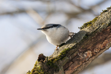 Eurasian nuthatch sitting on mossy branch close-up. Front view. Bird in wildlife.