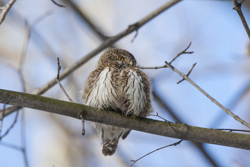 Eurasian pygmy owl, tiny and very cute nocturnal predator bird, sitting on branch close-up with blurred background. Front view. Bird in wildlife.