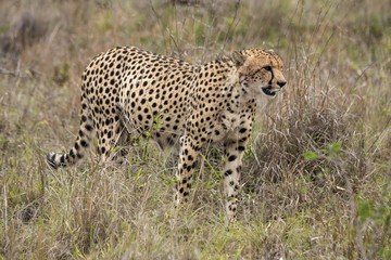 Guépard, cheetah, Acinonyx jubatus, Parc national Kruger, Afrique du Sud