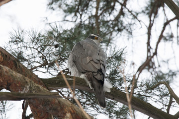 Northern goshawk male, large and beautiful predator bird, sitting on branch and looking around in winter landscape, back view with blurred background. Bird in wildlife.