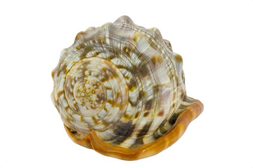 Shell (Cypraecassis Rufa) - Bull Mouth Helmet -  marine gastropod