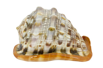 Shell (Cypraecassis Rufa) - Bull Mouth Helmet -  marine gastropod