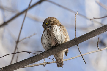 Eurasian pygmy owl, tiny and very cute nocturnal predator bird, sitting on branch close-up with blurred background. Bird in wildlife.