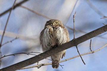 Eurasian pygmy owl, tiny and very cute nocturnal predator bird, sitting on branch close-up with blurred background. Bird in wildlife.