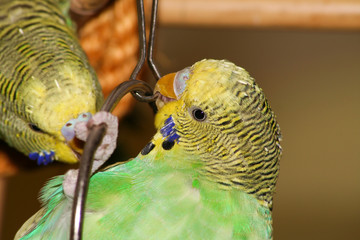 Wellensittich beim spielen