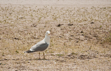 The seagull walking an the beach