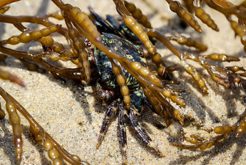 Krabbe (Brachyura) zwischen Tang, USA, Kalifornien, Strandkrabbe, Natur 