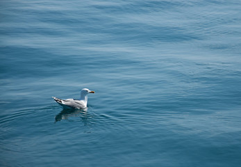 Seagull sitting on blue water
