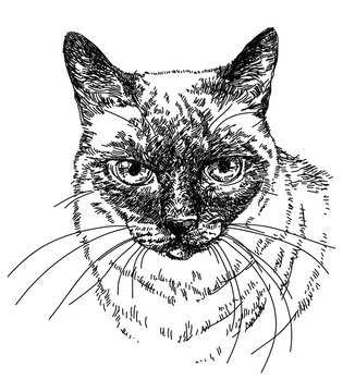 Cat head vector hand drawing illustration