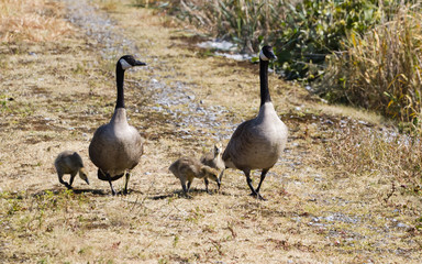 Canada Geese Family