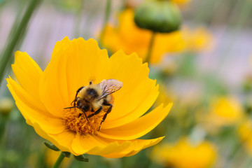 A bee busily collecting nectar with its proboscis