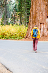 Tourist with backpack hiking in Sequoia National Park