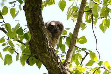 Young Great Horned Owl